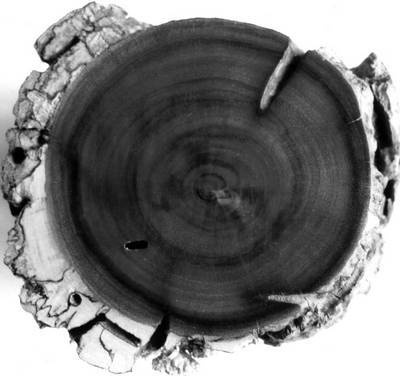 Уроки искусного резчика. Вырезаем из дерева фигурки людей и животных, посуду, статуэтки Уроки искусного резчика. Вырезаем из дерева фигурки людей и животных, посуду, статуэтки