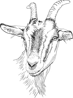 Спор животных. С вопросами и ответами для почемучек Спор животных. С вопросами и ответами для почемучек