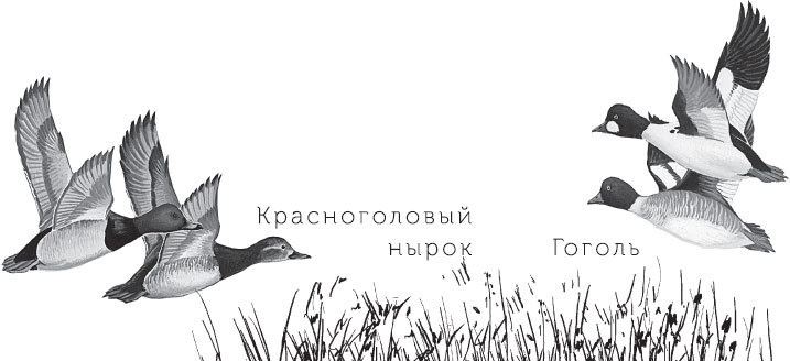 Спор животных. С вопросами и ответами для почемучек Спор животных. С вопросами и ответами для почемучек