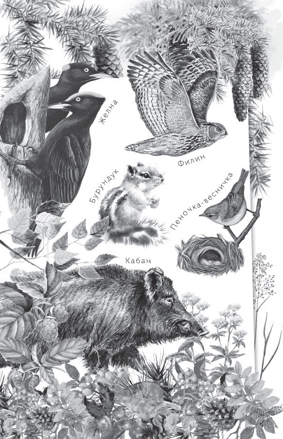 Спор животных. С вопросами и ответами для почемучек Спор животных. С вопросами и ответами для почемучек