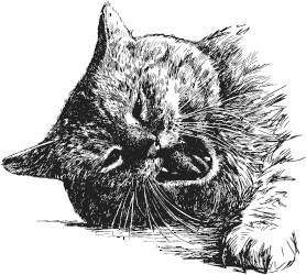 Спор животных. С вопросами и ответами для почемучек Спор животных. С вопросами и ответами для почемучек