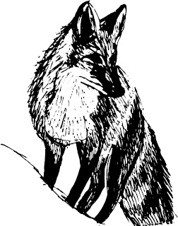 Спор животных. С вопросами и ответами для почемучек Спор животных. С вопросами и ответами для почемучек