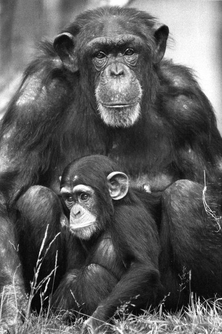 Истоки морали. В поисках человеческого у приматов Истоки морали. В поисках человеческого у приматов