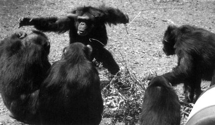 Истоки морали. В поисках человеческого у приматов Истоки морали. В поисках человеческого у приматов