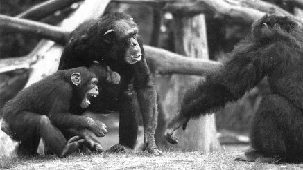 Истоки морали. В поисках человеческого у приматов Истоки морали. В поисках человеческого у приматов