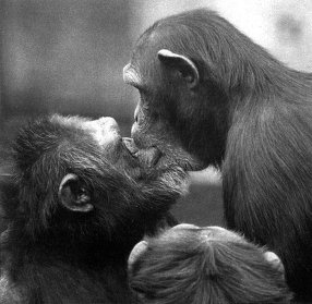 Истоки морали. В поисках человеческого у приматов Истоки морали. В поисках человеческого у приматов