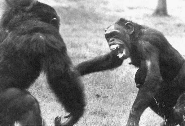Политика у шимпанзе. Власть и секс у приматов Политика у шимпанзе. Власть и секс у приматов