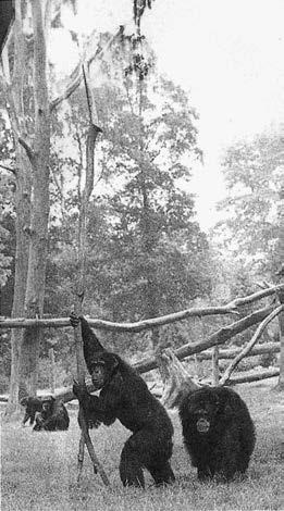 Политика у шимпанзе. Власть и секс у приматов Политика у шимпанзе. Власть и секс у приматов