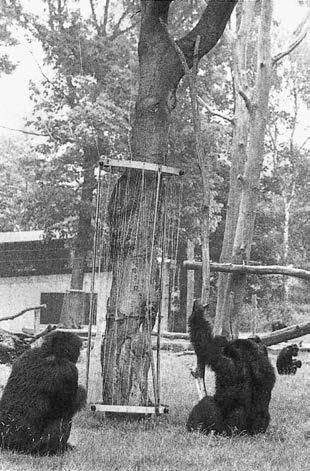 Политика у шимпанзе. Власть и секс у приматов Политика у шимпанзе. Власть и секс у приматов