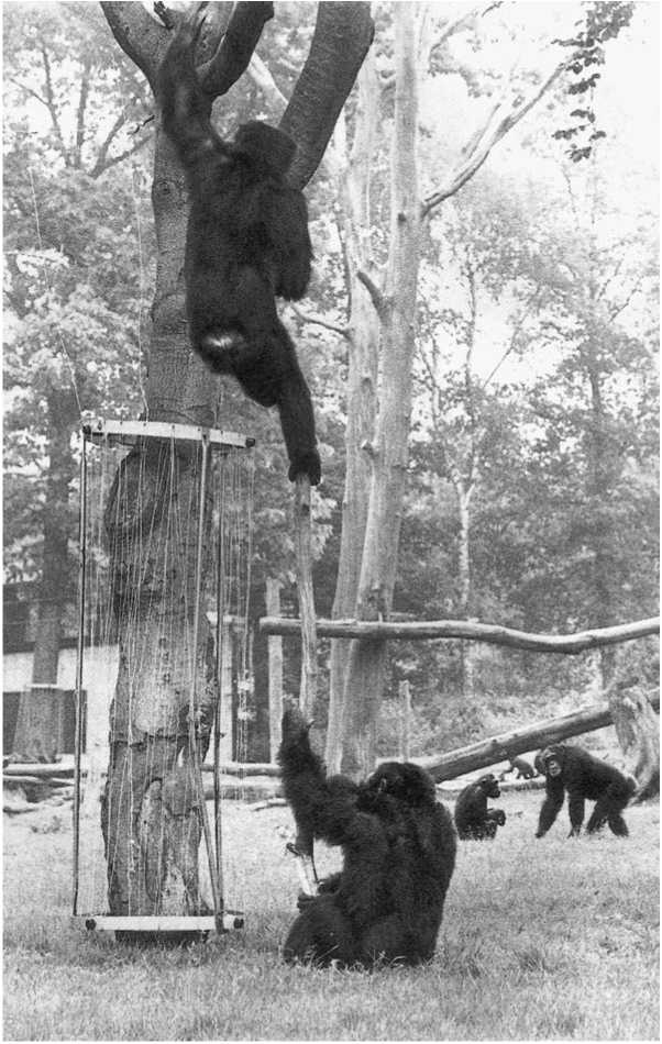 Политика у шимпанзе. Власть и секс у приматов Политика у шимпанзе. Власть и секс у приматов