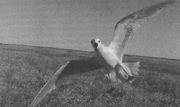 Летающие жирафы, мамонты-блондины, карликовые коровы... От палеонтологических реконструкций к предсказаниям будущего Земли Летающие жирафы, мамонты-блондины, карликовые коровы... От палеонтологических реконструкций к предсказаниям будущего Земли