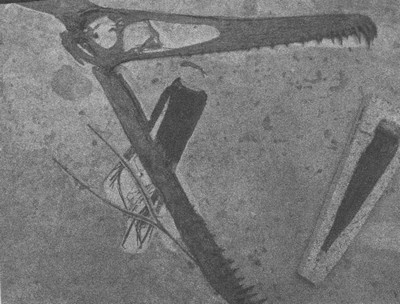 Летающие жирафы, мамонты-блондины, карликовые коровы... От палеонтологических реконструкций к предсказаниям будущего Земли Летающие жирафы, мамонты-блондины, карликовые коровы... От палеонтологических реконструкций к предсказаниям будущего Земли