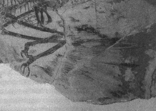 Летающие жирафы, мамонты-блондины, карликовые коровы... От палеонтологических реконструкций к предсказаниям будущего Земли Летающие жирафы, мамонты-блондины, карликовые коровы... От палеонтологических реконструкций к предсказаниям будущего Земли