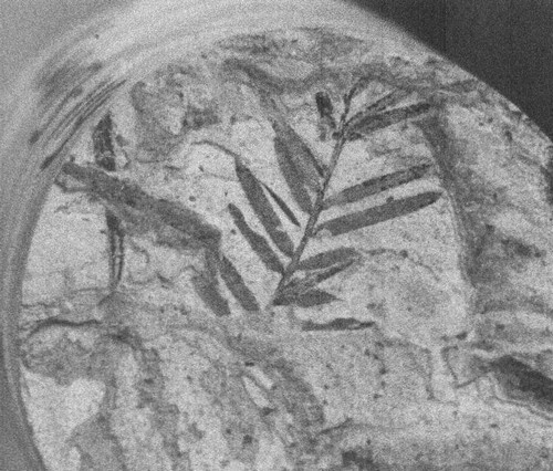 Летающие жирафы, мамонты-блондины, карликовые коровы... От палеонтологических реконструкций к предсказаниям будущего Земли Летающие жирафы, мамонты-блондины, карликовые коровы... От палеонтологических реконструкций к предсказаниям будущего Земли