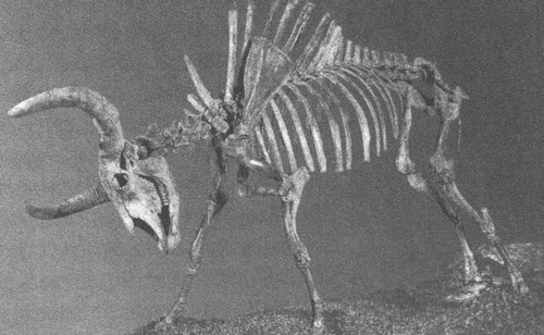 Летающие жирафы, мамонты-блондины, карликовые коровы... От палеонтологических реконструкций к предсказаниям будущего Земли Летающие жирафы, мамонты-блондины, карликовые коровы... От палеонтологических реконструкций к предсказаниям будущего Земли