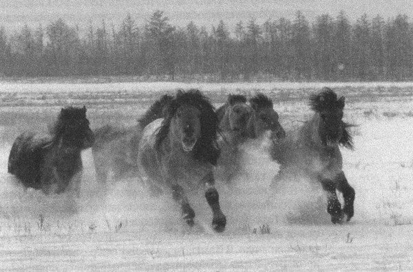Летающие жирафы, мамонты-блондины, карликовые коровы... От палеонтологических реконструкций к предсказаниям будущего Земли Летающие жирафы, мамонты-блондины, карликовые коровы... От палеонтологических реконструкций к предсказаниям будущего Земли