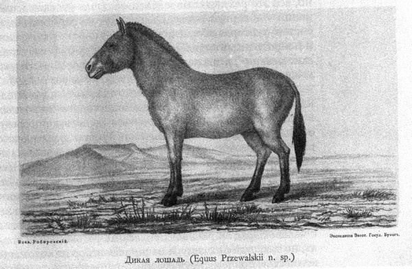 Летающие жирафы, мамонты-блондины, карликовые коровы... От палеонтологических реконструкций к предсказаниям будущего Земли Летающие жирафы, мамонты-блондины, карликовые коровы... От палеонтологических реконструкций к предсказаниям будущего Земли