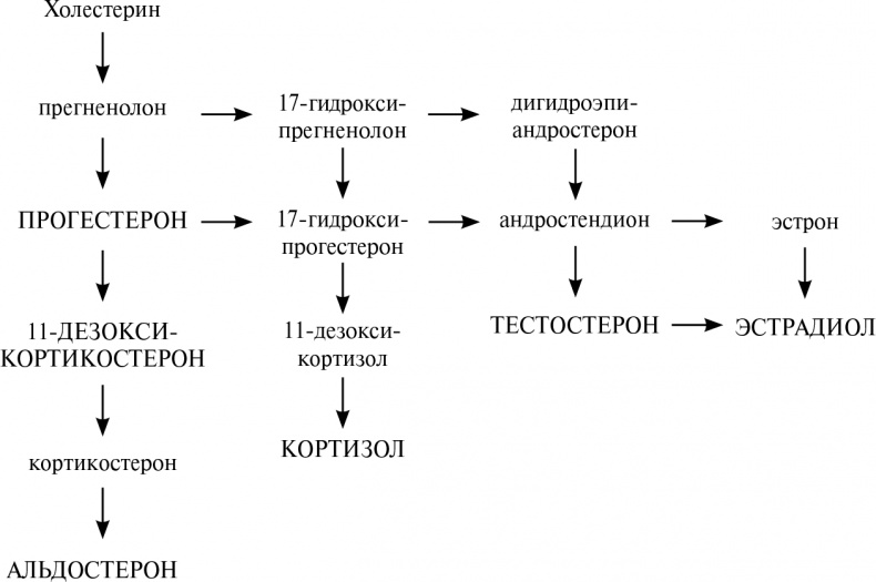 Стой, кто ведет? Биология поведения человека и других зверей Стой, кто ведет? Биология поведения человека и других зверей