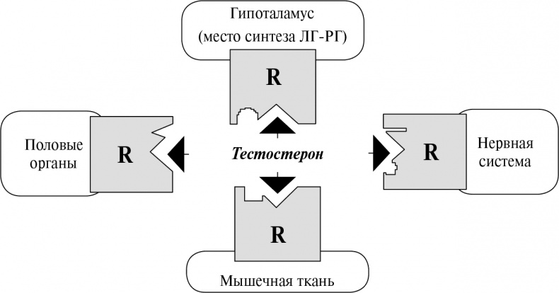 Стой, кто ведет? Биология поведения человека и других зверей Стой, кто ведет? Биология поведения человека и других зверей