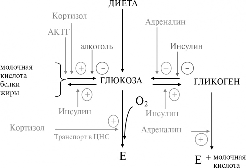 Стой, кто ведет? Биология поведения человека и других зверей Стой, кто ведет? Биология поведения человека и других зверей
