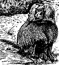 Непослушное дитя биосферы. Беседы о поведении человека в компании птиц, зверей и детей Непослушное дитя биосферы. Беседы о поведении человека в компании птиц, зверей и детей