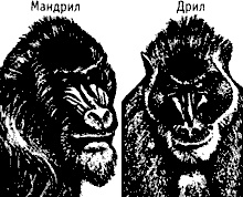 Непослушное дитя биосферы. Беседы о поведении человека в компании птиц, зверей и детей Непослушное дитя биосферы. Беседы о поведении человека в компании птиц, зверей и детей