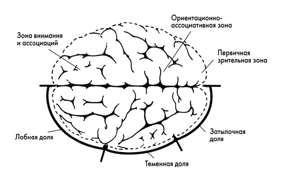 Тайна Бога и наука о мозге. Нейробиология веры и религиозного опыта Тайна Бога и наука о мозге. Нейробиология веры и религиозного опыта