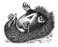 Эволюция для всех, или Путь кентавра Эволюция для всех, или Путь кентавра