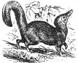 Эволюция для всех, или Путь кентавра Эволюция для всех, или Путь кентавра