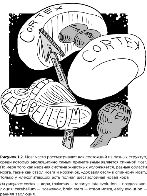 Мозг зомби. Научный подход к поведению ходячих мертвецов Мозг зомби. Научный подход к поведению ходячих мертвецов