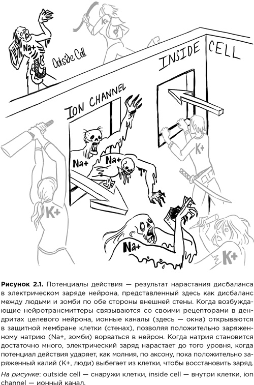 Мозг зомби. Научный подход к поведению ходячих мертвецов Мозг зомби. Научный подход к поведению ходячих мертвецов