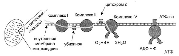 Энергия, секс, самоубийство. Митохондрии и смысл жизни Энергия, секс, самоубийство. Митохондрии и смысл жизни