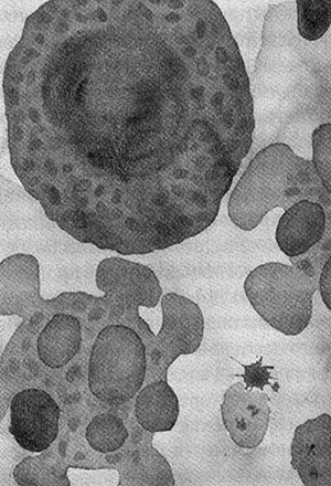 Энергия, секс, самоубийство. Митохондрии и смысл жизни Энергия, секс, самоубийство. Митохондрии и смысл жизни