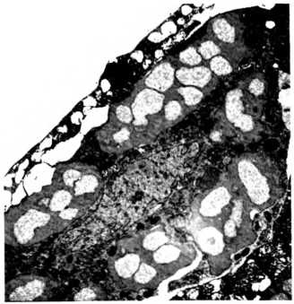 Лестница жизни. Десять великих изобретений эволюции Лестница жизни. Десять великих изобретений эволюции