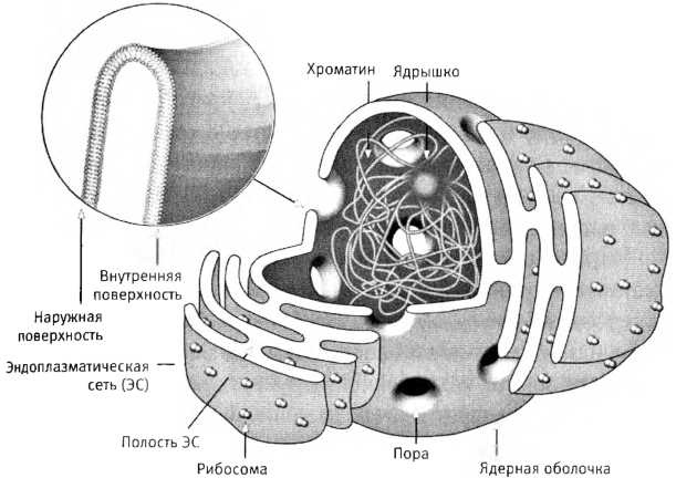 Лестница жизни. Десять великих изобретений эволюции Лестница жизни. Десять великих изобретений эволюции