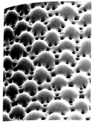 Лестница жизни. Десять великих изобретений эволюции Лестница жизни. Десять великих изобретений эволюции