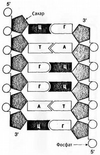Лестница жизни. Десять великих изобретений эволюции Лестница жизни. Десять великих изобретений эволюции