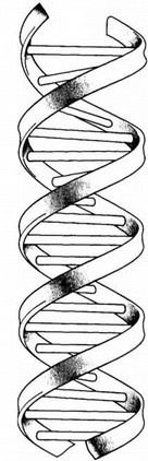 Лестница жизни. Десять великих изобретений эволюции Лестница жизни. Десять великих изобретений эволюции
