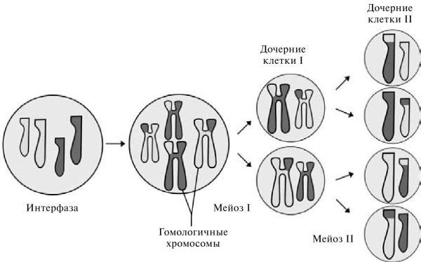 Удивительная генетика Удивительная генетика
