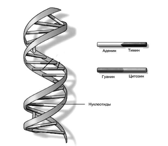 Удивительная генетика Удивительная генетика