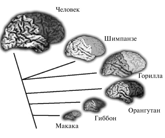 Удивительная генетика Удивительная генетика