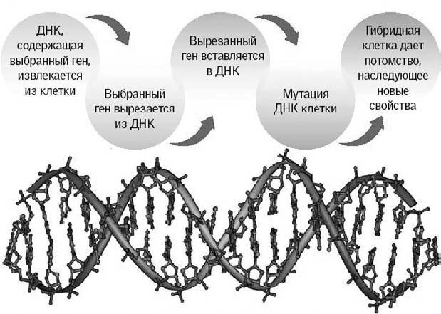 Удивительная генетика Удивительная генетика
