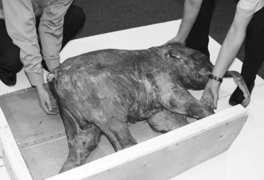 Удивительная генетика Удивительная генетика