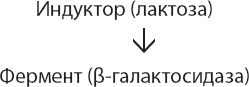 Закон "джунглей". В поисках формулы жизни Закон "джунглей". В поисках формулы жизни