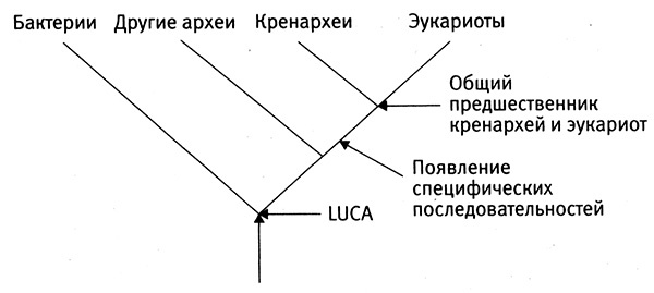 Приспособиться и выжить! ДНК как летопись эволюции Приспособиться и выжить! ДНК как летопись эволюции