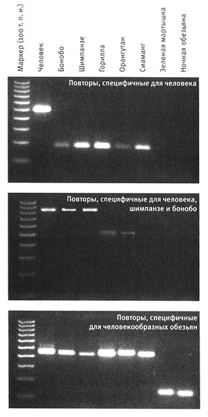 Приспособиться и выжить! ДНК как летопись эволюции Приспособиться и выжить! ДНК как летопись эволюции