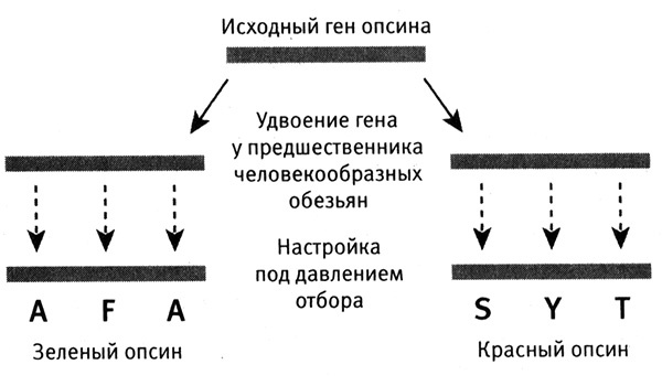 Приспособиться и выжить! ДНК как летопись эволюции Приспособиться и выжить! ДНК как летопись эволюции