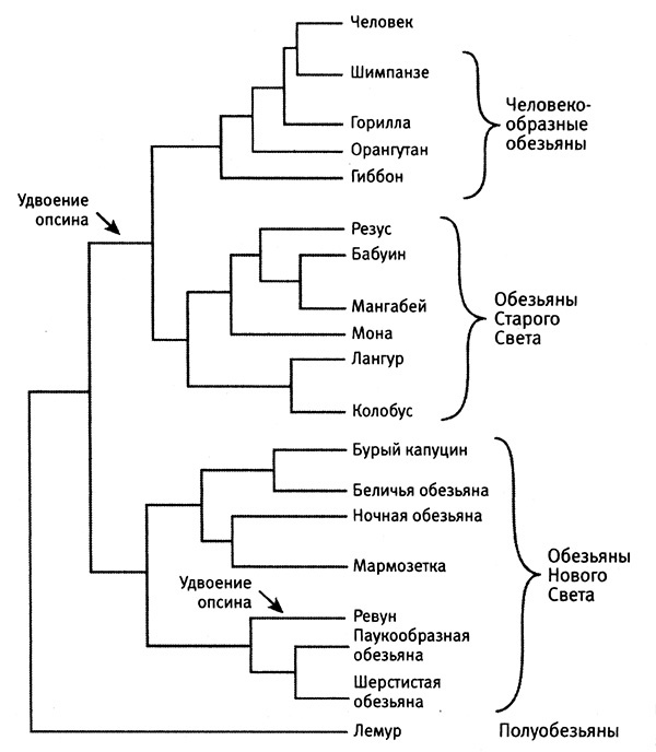 Приспособиться и выжить! ДНК как летопись эволюции Приспособиться и выжить! ДНК как летопись эволюции