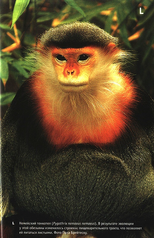 Приспособиться и выжить! ДНК как летопись эволюции Приспособиться и выжить! ДНК как летопись эволюции