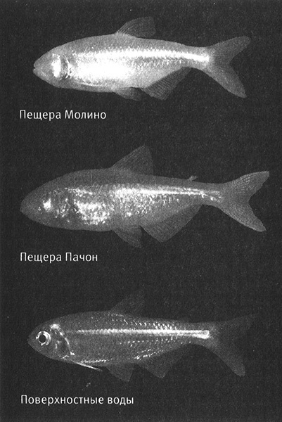 Приспособиться и выжить! ДНК как летопись эволюции Приспособиться и выжить! ДНК как летопись эволюции